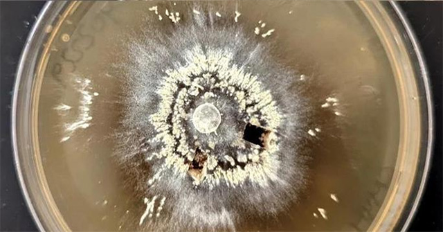 Seamless creatures revived in 'hell' right on Earth