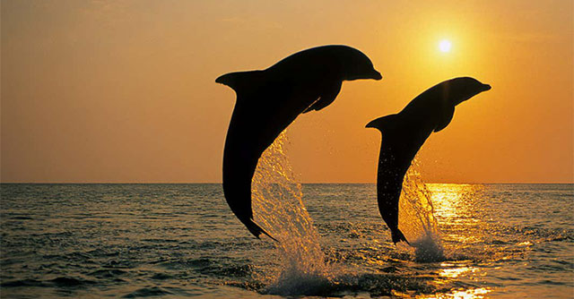 Seawater is salty and cannot be drunk directly, how do dolphins replenish water?
