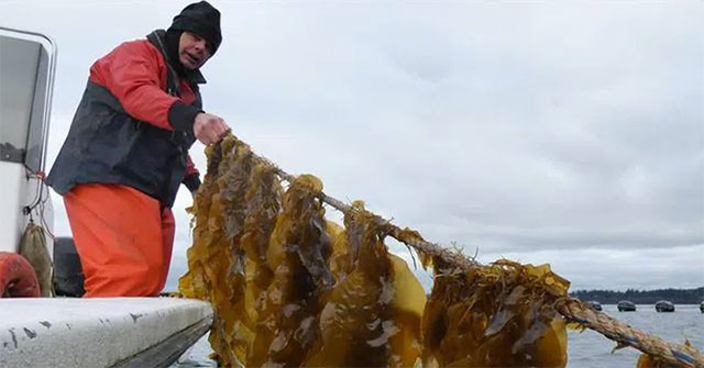 Seaweed - Strange 'treasure' but especially useful in securing the future of mankind