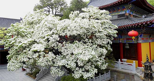 See 3 extremely rare snow flowers that are under national protection in China