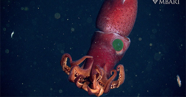 See the mysterious beauty of strawberry squid with strange eyes
