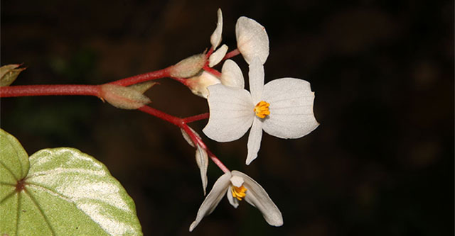 See the new plant species just discovered at Dakrong Nature Reserve