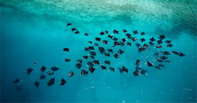 See the world's largest population of 'gentle underwater giants'