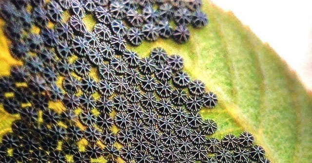 See this on your plant leaves, don't touch it!