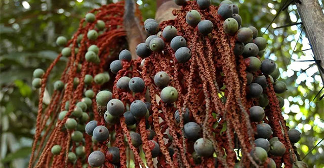 Seeds became the 'secret weapon' that helped 4 children in a plane crash survive 40 days in the forest