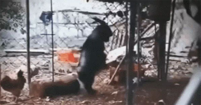 Seeing the goat walking on two legs, the owner took out his phone to record, what happened next caused shivers