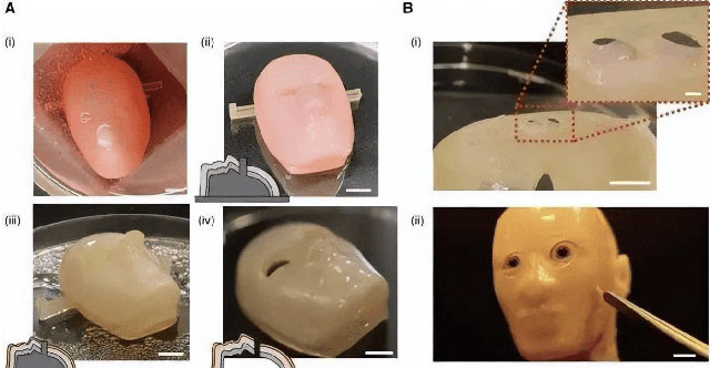 Self-reproducing living robots: Scientific breakthrough and potential consequences!