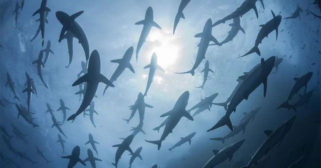 Serious threat as sharks become pet food