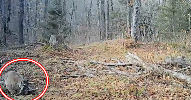 Setting up a camera in the forest, hunters were startled to find a creature that had been extinct for more than 100 years.