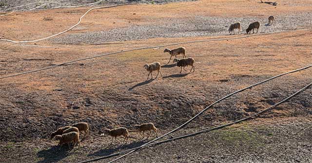Severe drought in the Central region caused flocks of Ninh Thuan sheep to die and the lake to have a bare bottom and crack