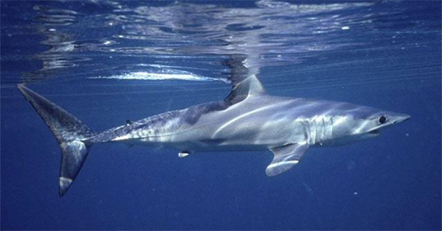 Shark protein can prevent Covid-19 and SARS-CoV-2 virus variants