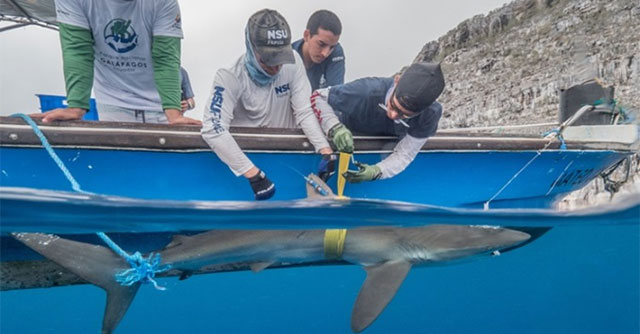 Shark set a record for swimming 27,666km across the Pacific Ocean