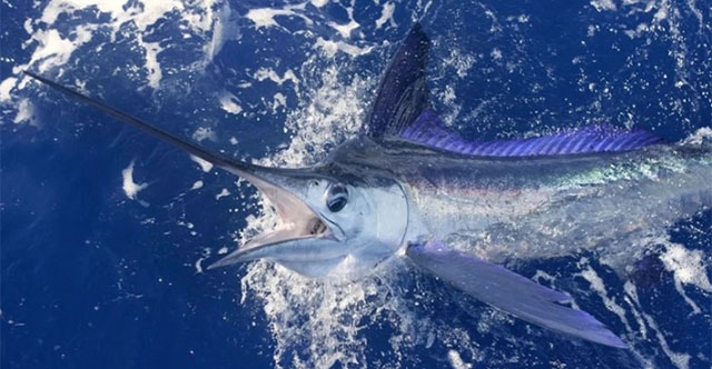 Shark survives swordfish stab wound to the head