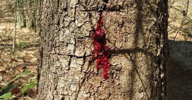 'Shiver' at the plant that bleeds like humans!