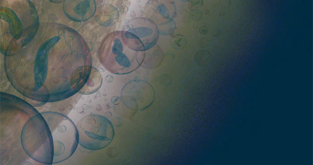 Shock proof: Are living things present on Venus?
