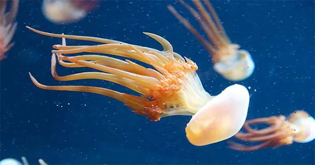 Shocked by a series of modern creatures with body parts 600 million years ago