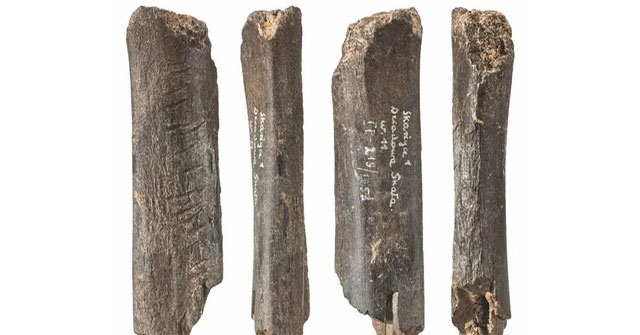 Shocked by another human species' 130,000-year-old artwork