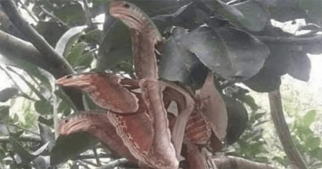 Shocked to see '3 cobras' lurking on the tree, it turned out to be a very rare creature