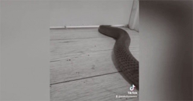 Shocking moment the world's second most venomous snake flattens itself to sneak into a house