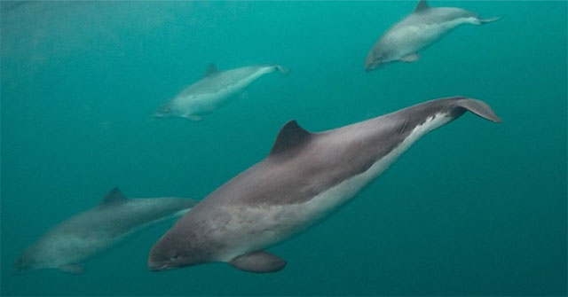 Short-snouted dolphins have the ability to 'talk' with harpoons of different species