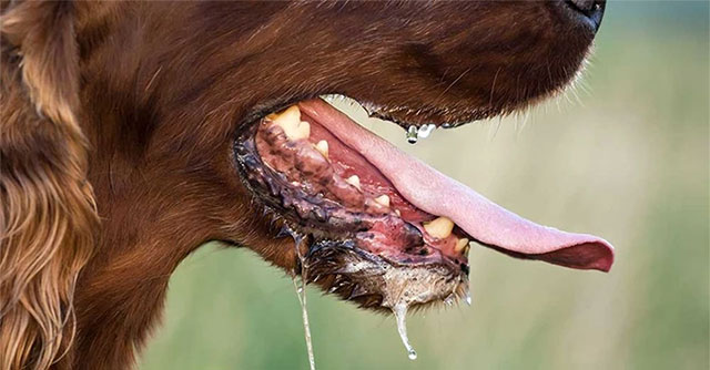 Signs of a rabid dog