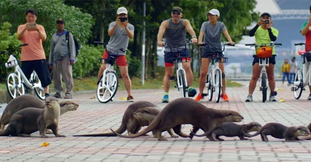 Singapore is being 'terrorized' by otters, each of their meals can be worth thousands of dollars!