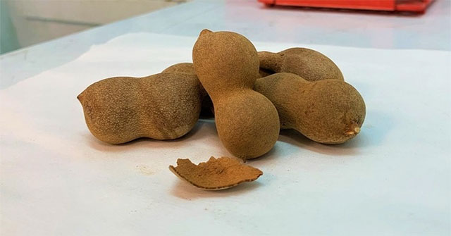 Singapore scientists study using tamarind shells as energy storage materials