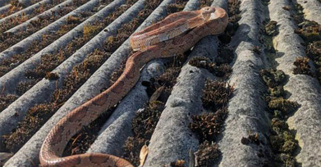 Snake missing for 1 year escapes crow's claws and meets owner again