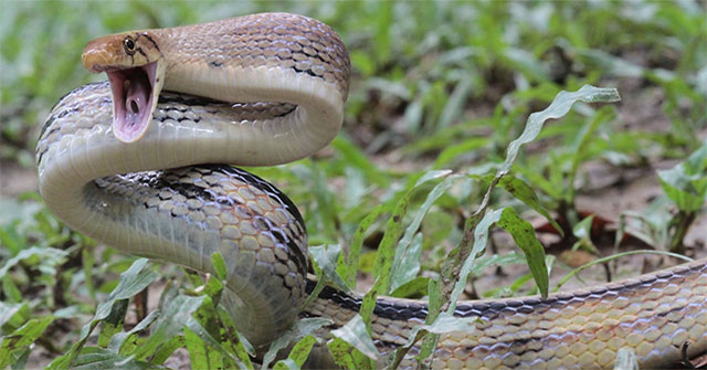 Snakes are very aggressive but not poisonous and are useful for agriculture