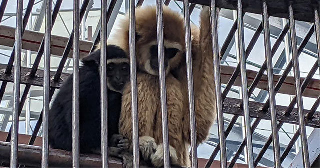 Solving the mystery of female gibbon getting pregnant at Japanese zoo
