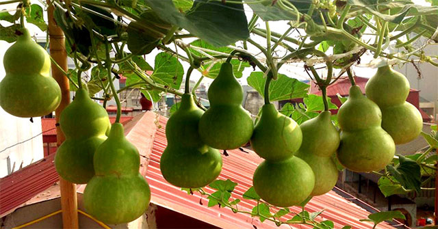 Some vegetables and fruits are more bitter and poisonous, so you should absolutely not eat them