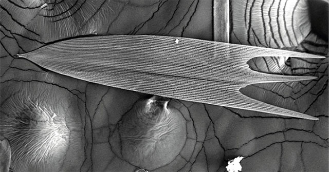 Sound-absorbing 'weapon' helps moths fight bats