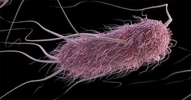 Sound-controlled bacteria kill cancer cells
