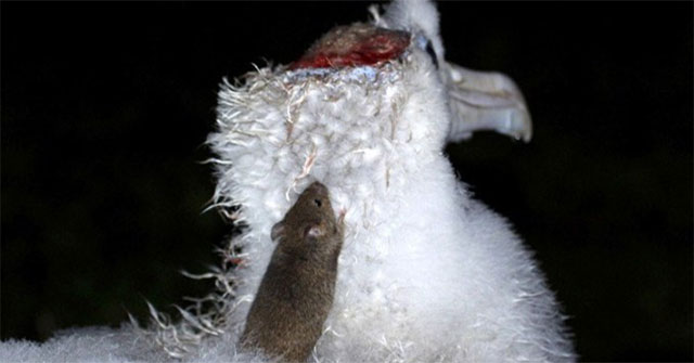 South Africa will exterminate 1 million rats on Marion Island