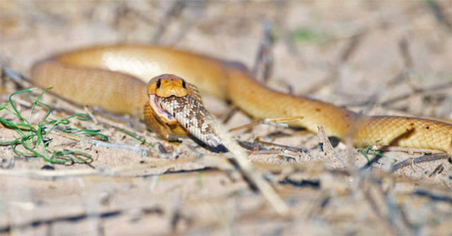 South African cobra swallows poisonous snakes