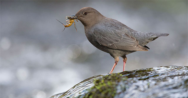 Sparrows specialize in foraging underwater with super skills of 'diving'