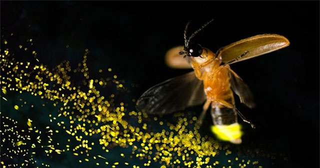 Special ability helps fireflies 'show light' at night