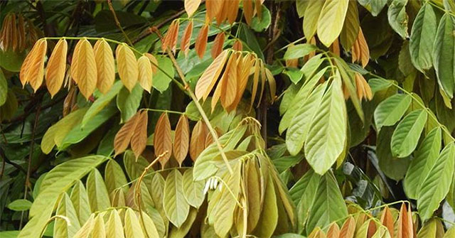 Special uses of a highly poisonous plant that grows throughout Vietnam