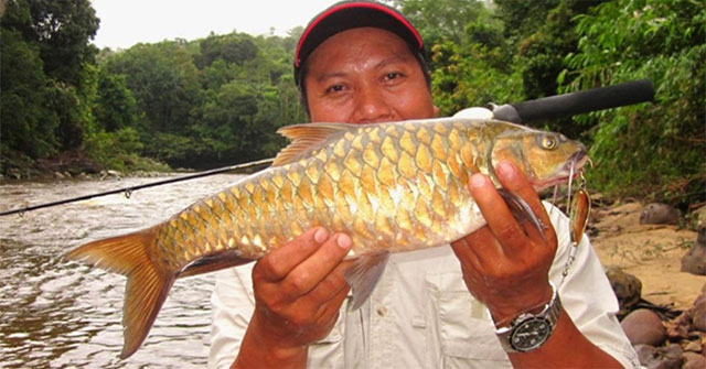 Specialty fish 'vong bat lieu ngu' is more expensive than gold but still sought after