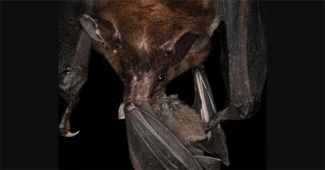 Specter bats specialize in cannibalism