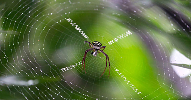 Spider silk protein may improve cancer resistance