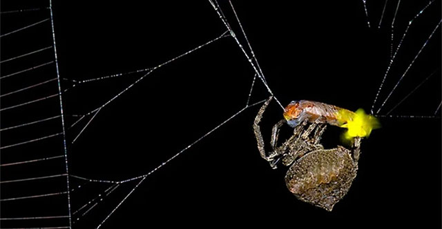 Spiders can lure male fireflies into their nets with their 'love calls'