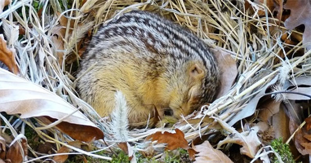 Squirrels can sleep for more than 6 months without drinking water.