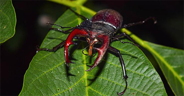 Stag Beetle - The most expensive rare beetle in the world