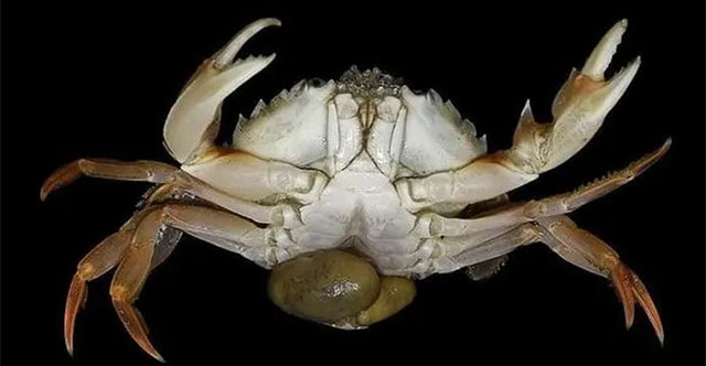 Startling male crabs carrying eggs and the strange 'transition' process