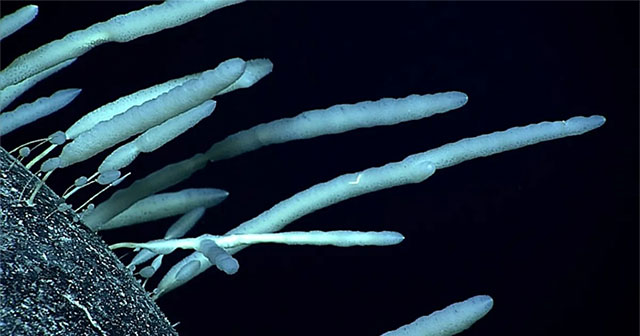 Strange Antarctic animal can live up to 11,000 years