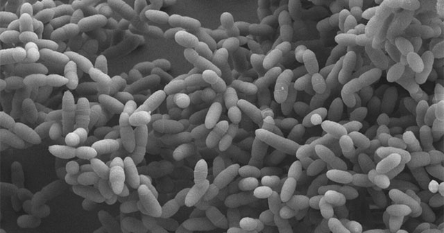 'Strange beast' alive from the primitive earth: Inhaling air, exhaling electricity