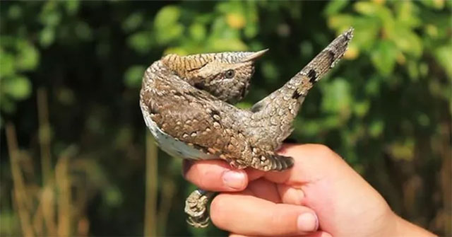 Strange bird species knows how to twist its neck and pretend to be a snake to scare enemies