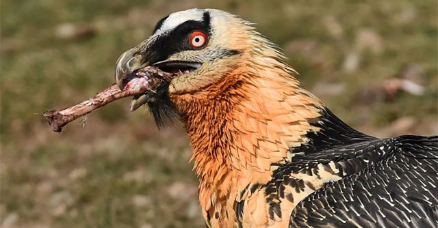 Strange bird species specializes in eating bones and 'bathing in iron'