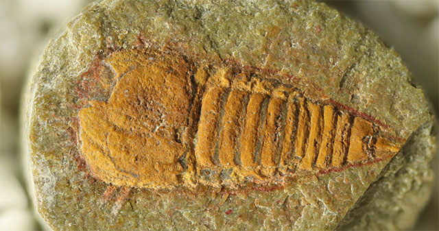 Strange creature 'sealed' in rock for 478 million years: The ancestor of many species